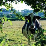 #2 Séjour en Finistère : Kerdreïn, Ménez-Hom et Trefeuntec